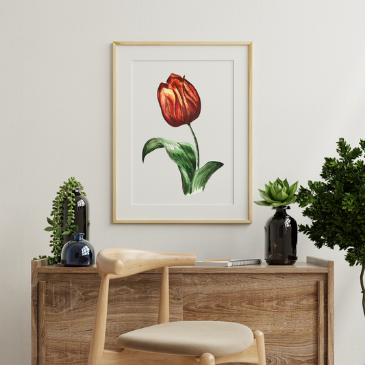 Aquarelle Tulipa Gesneriana