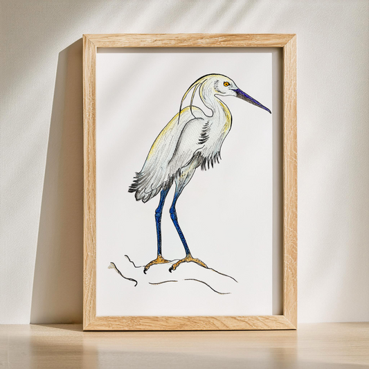 Aquarelle Aigrette